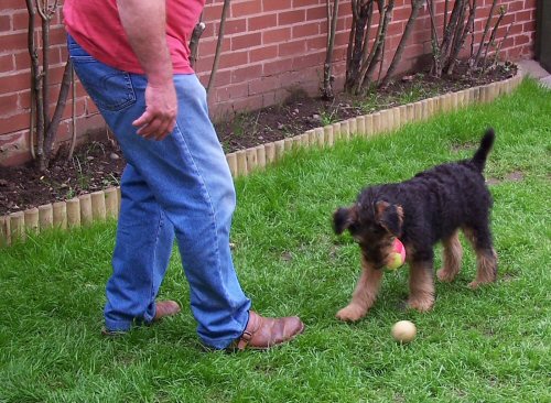 Two ball footie