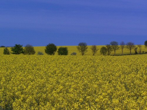 Rapeseed field