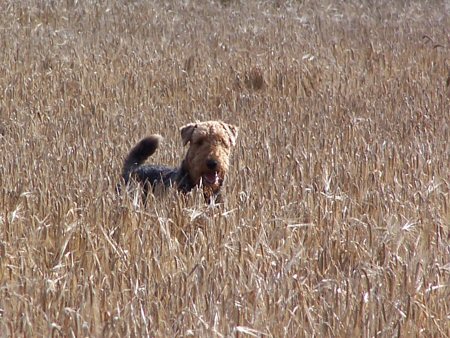 Pheasants2