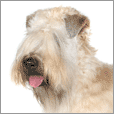 Wheaten