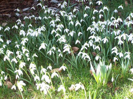 snowdrops