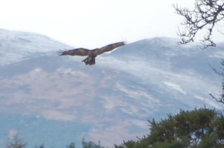 buzzard