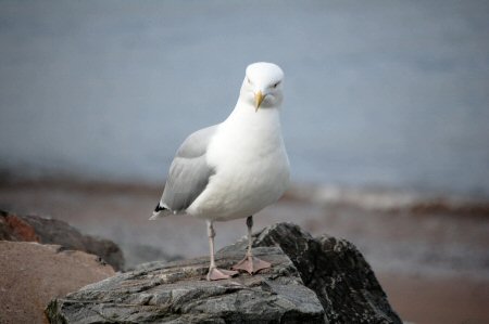 gull