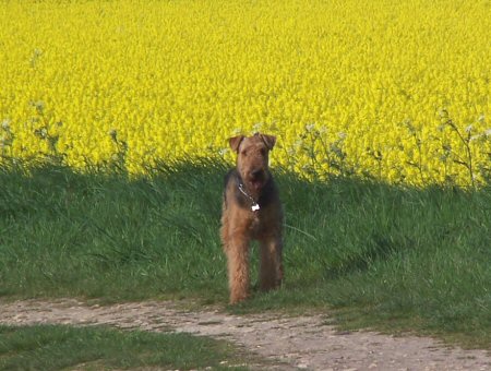 Golden Field