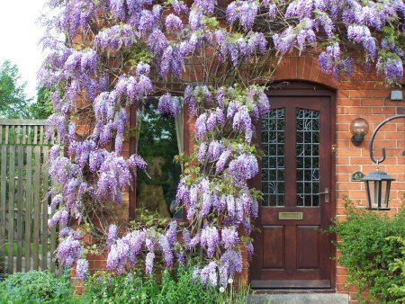 Wisteria