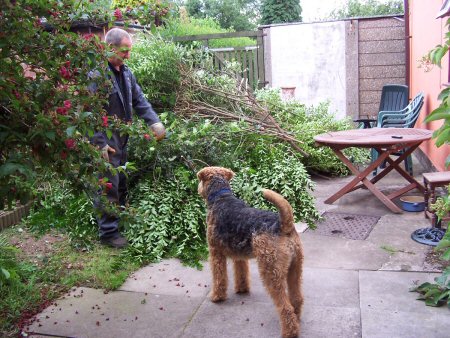 Hedge cutting