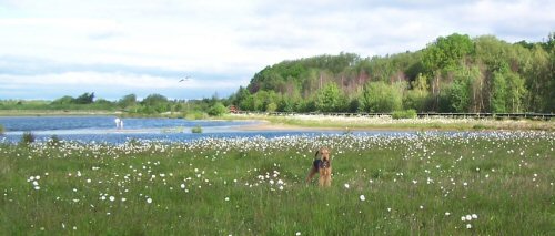 finnidaisielake