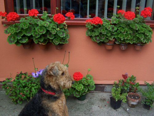 flowergirl