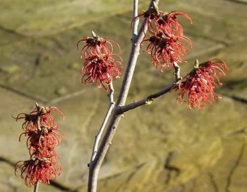 WitchHazel