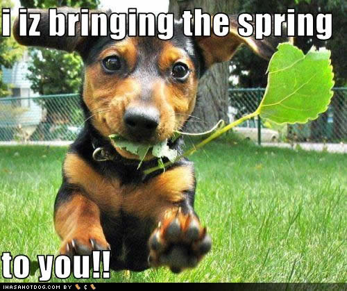 funny-dog-pictures-bringing-spring