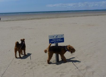 DogsForTheBeach