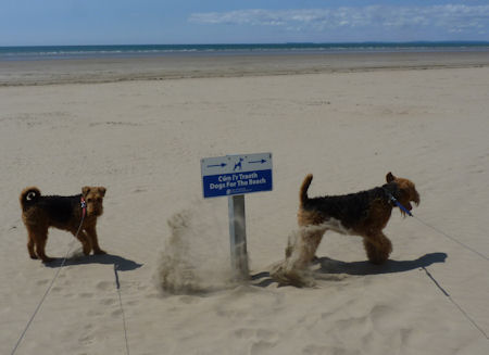 DogsForTheBeach2